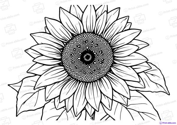 Sunflower Coloring Page