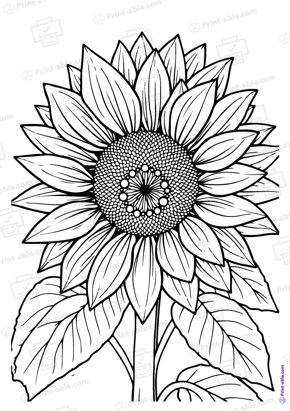 Sunflower Coloring Page Free Download