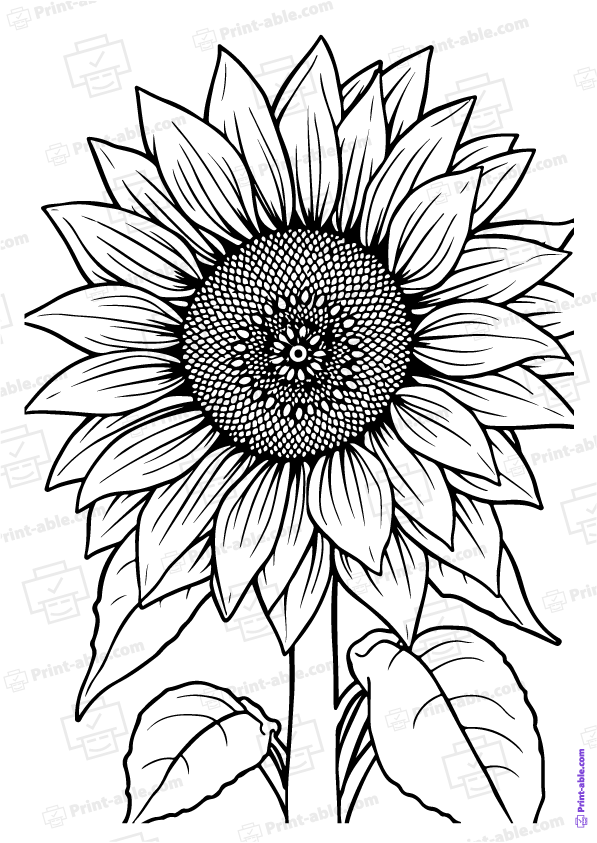 Sunflower Coloring Page Free Download