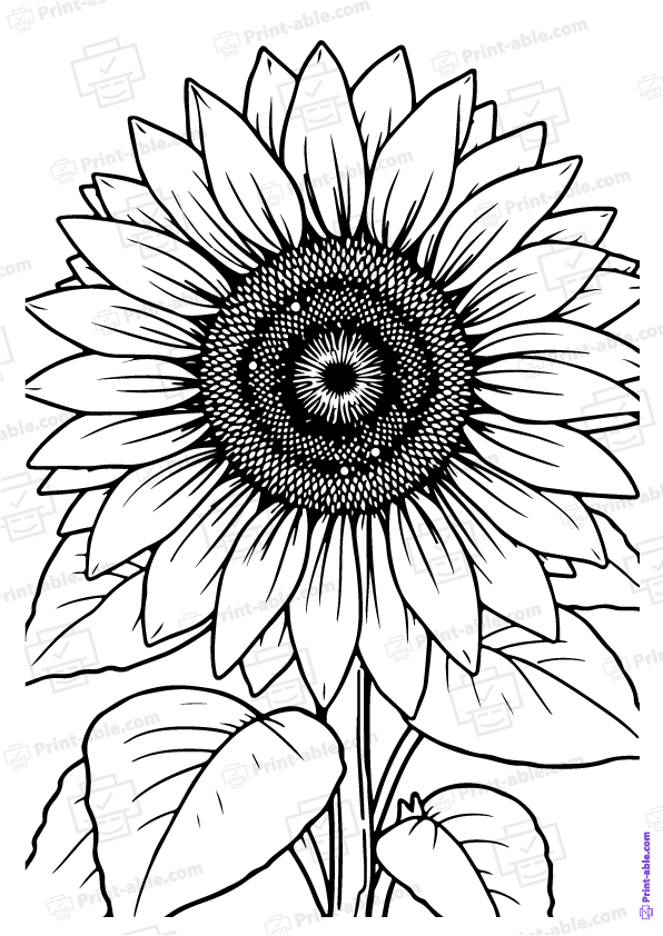 Sunflower Coloring Page Free Download