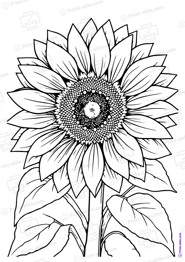 Sunflower Coloring Page Free Download