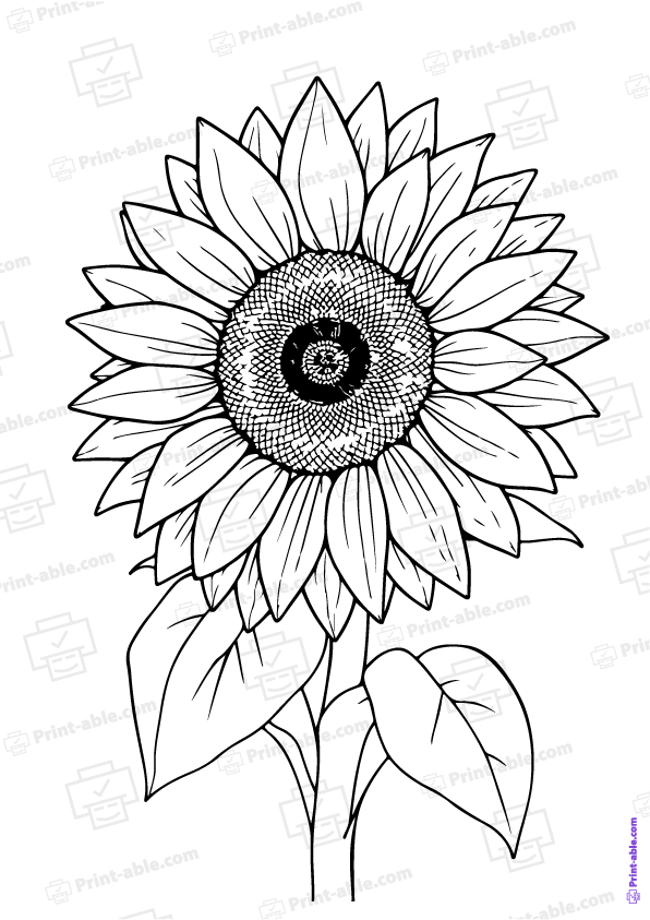 Sunflower Coloring Page Free Download