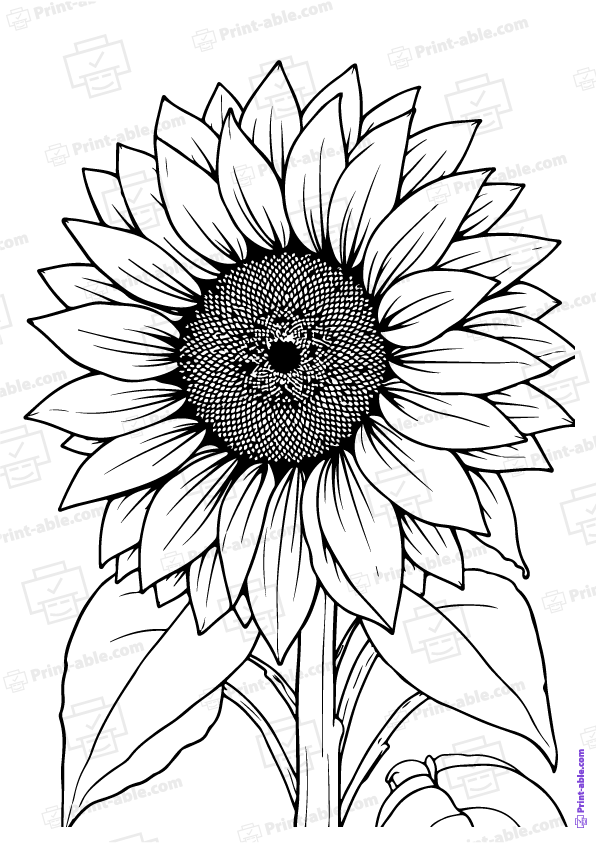 Sunflower Coloring Page Free Download