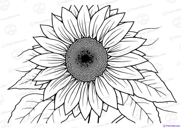 Sunflower Coloring Page