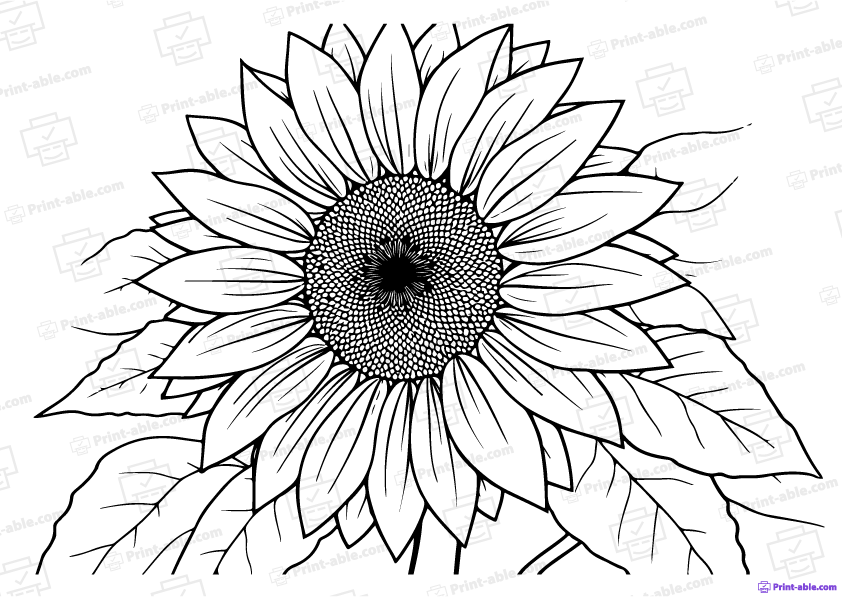 Sunflower Coloring Page Free Download